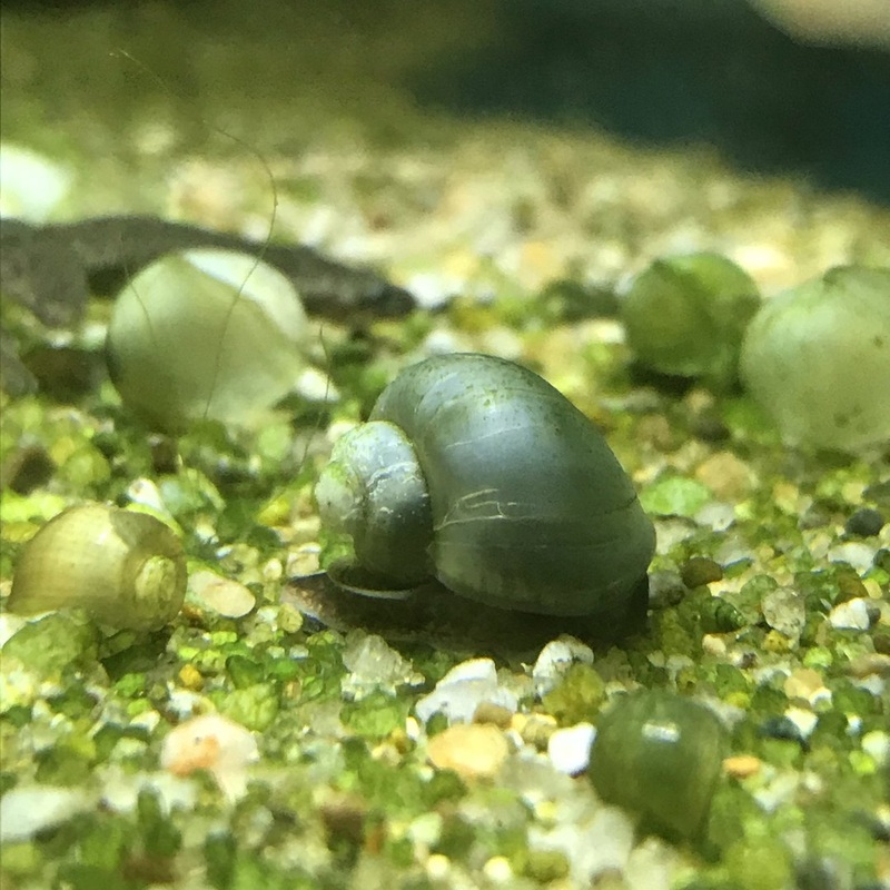 Blue Mystery Snail