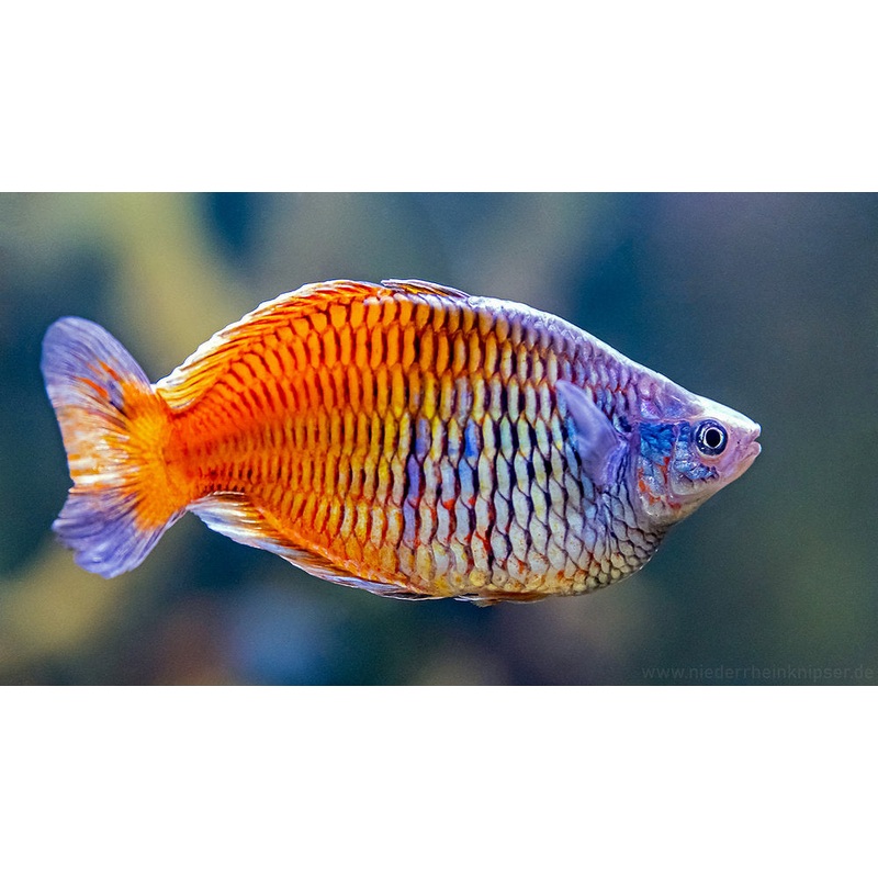 Boesmani Rainbowfish