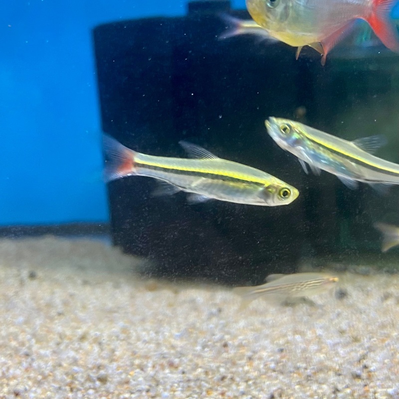 Brilliant Rasbora