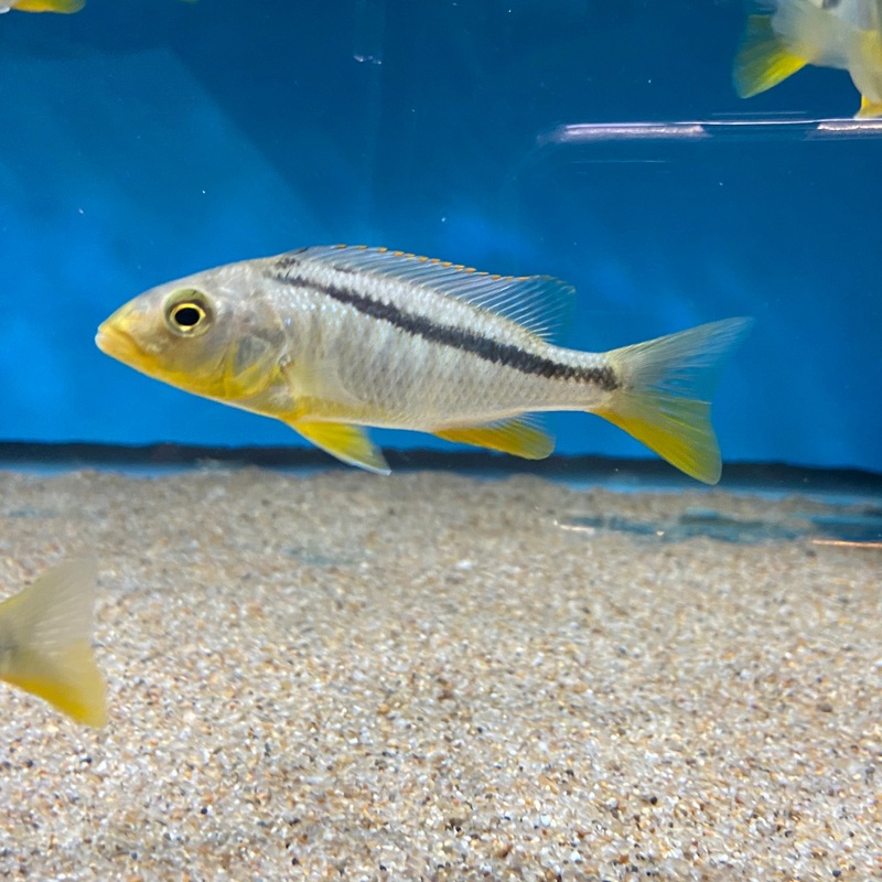 Buccochromis Rhoadesii