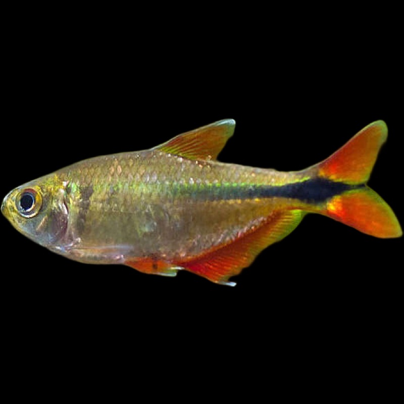Buenos Aires Tetra