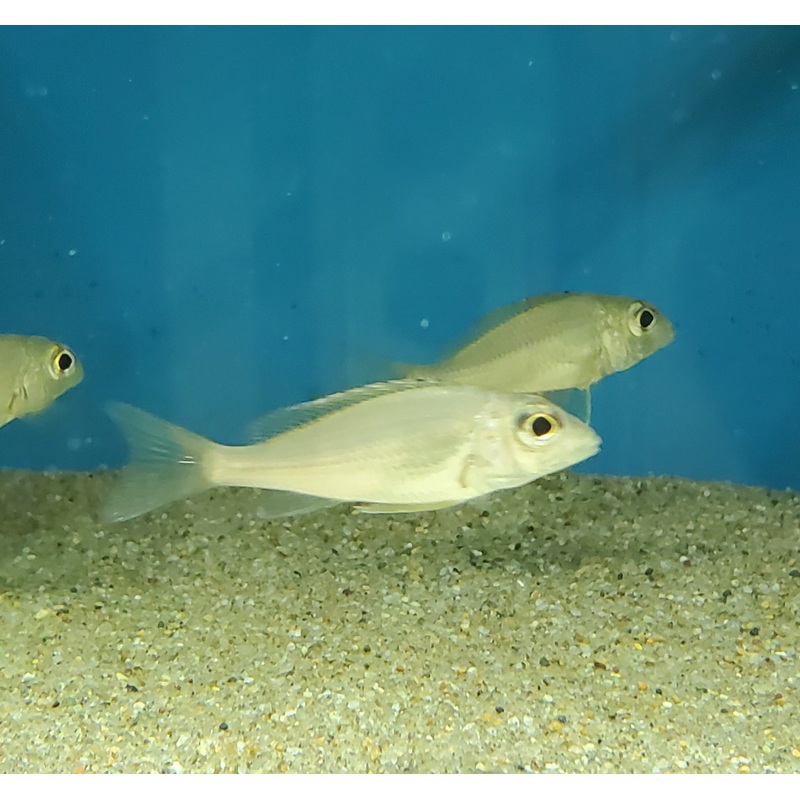 Callochromis Macrops Red