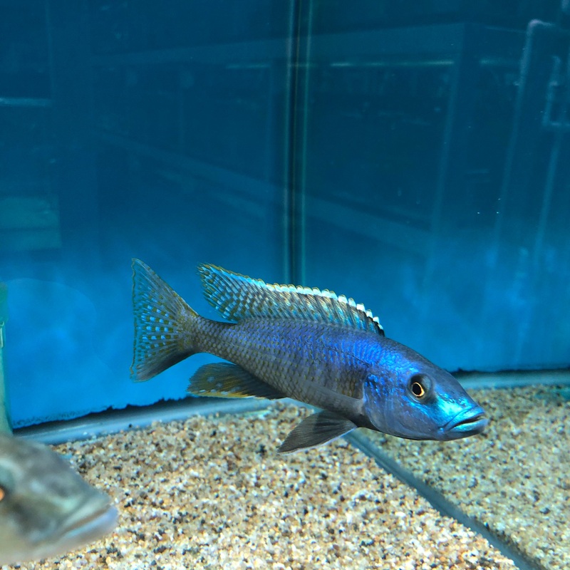 Champsochromis Caeruleus female