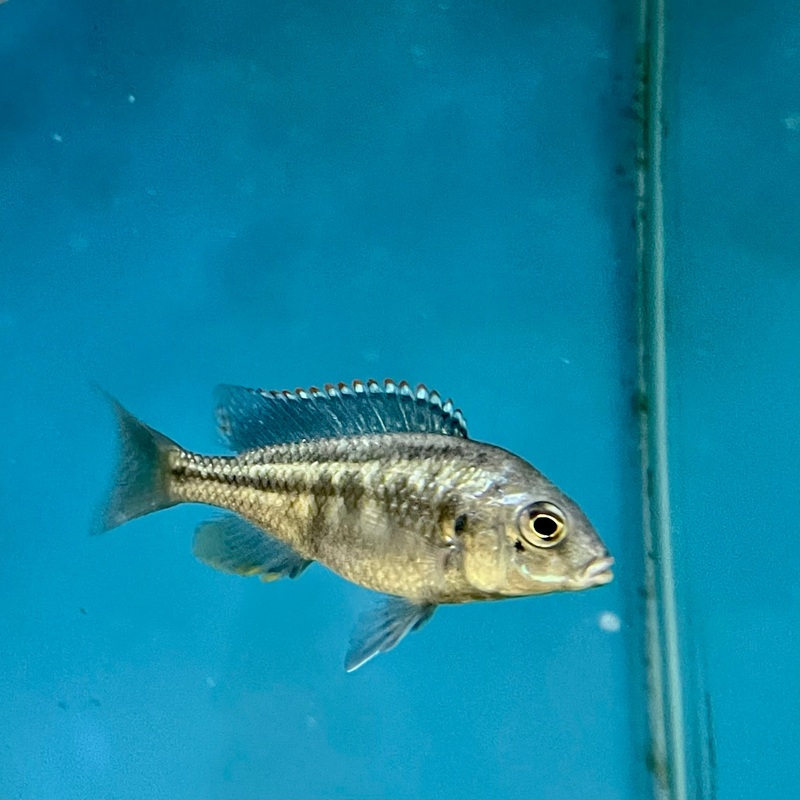 Chilotilapia Rhoadesii