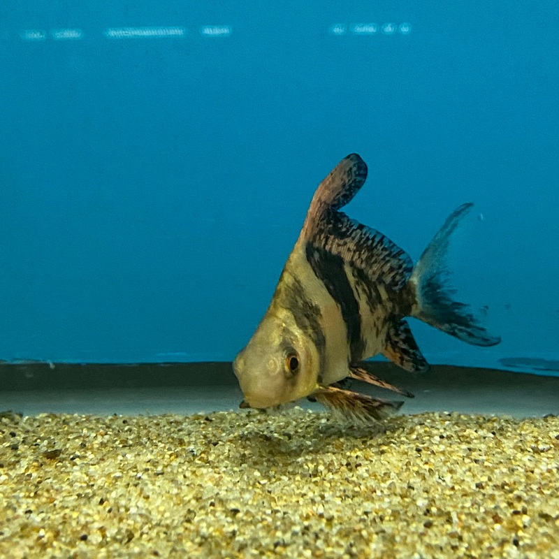 Chinese Banded HiFin Shark