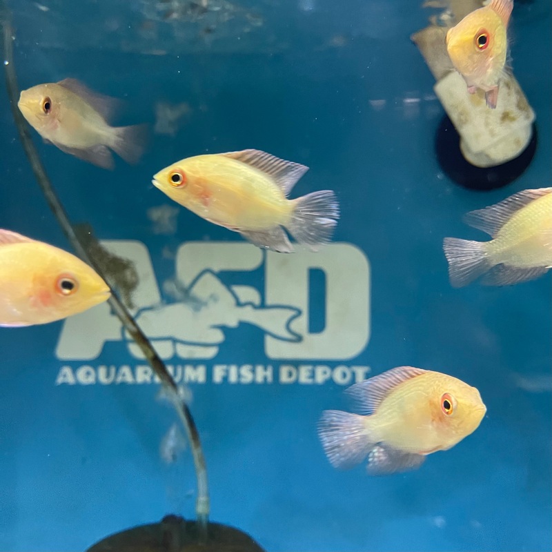 Chocolate Cichlid