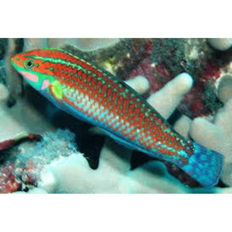 Christmas Wrasse (Halichoeres claudia)
