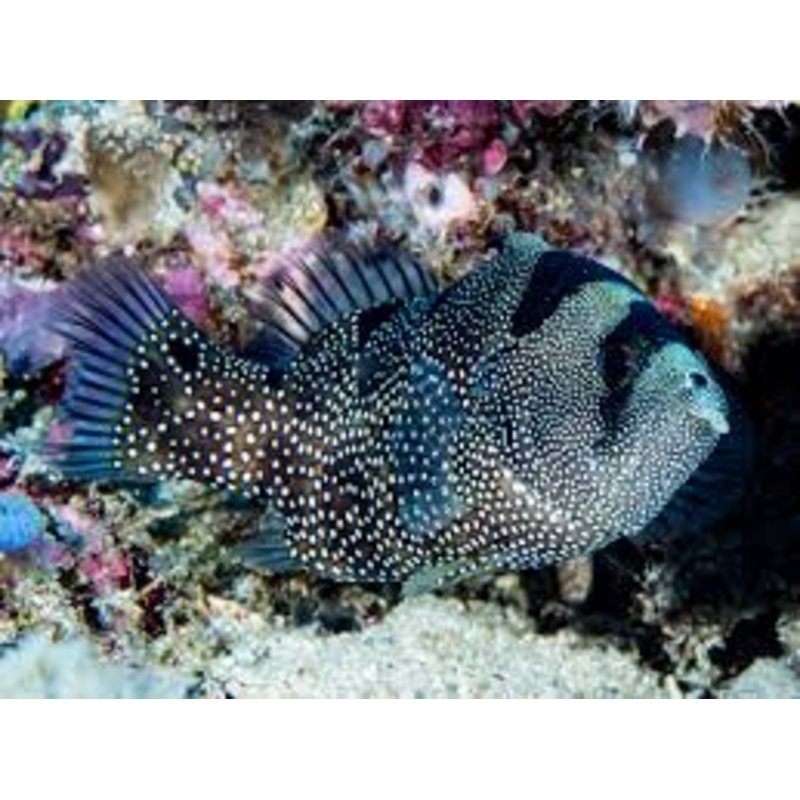 Clown Grouper (Pogonoperca punctata)