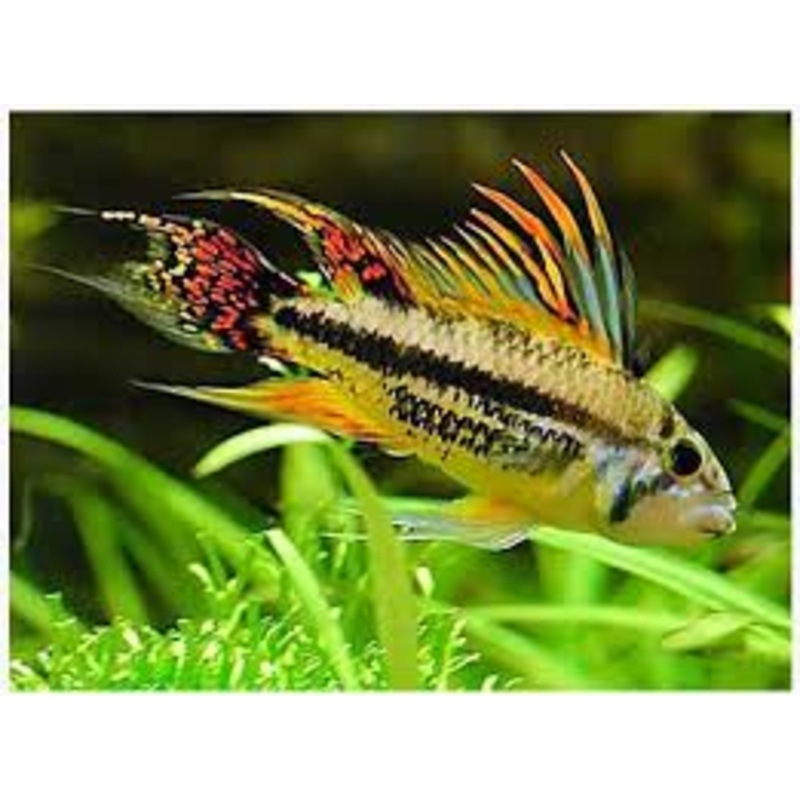 Cockatoo Dwarf Cichlid (Apistogramma cacatuoides)