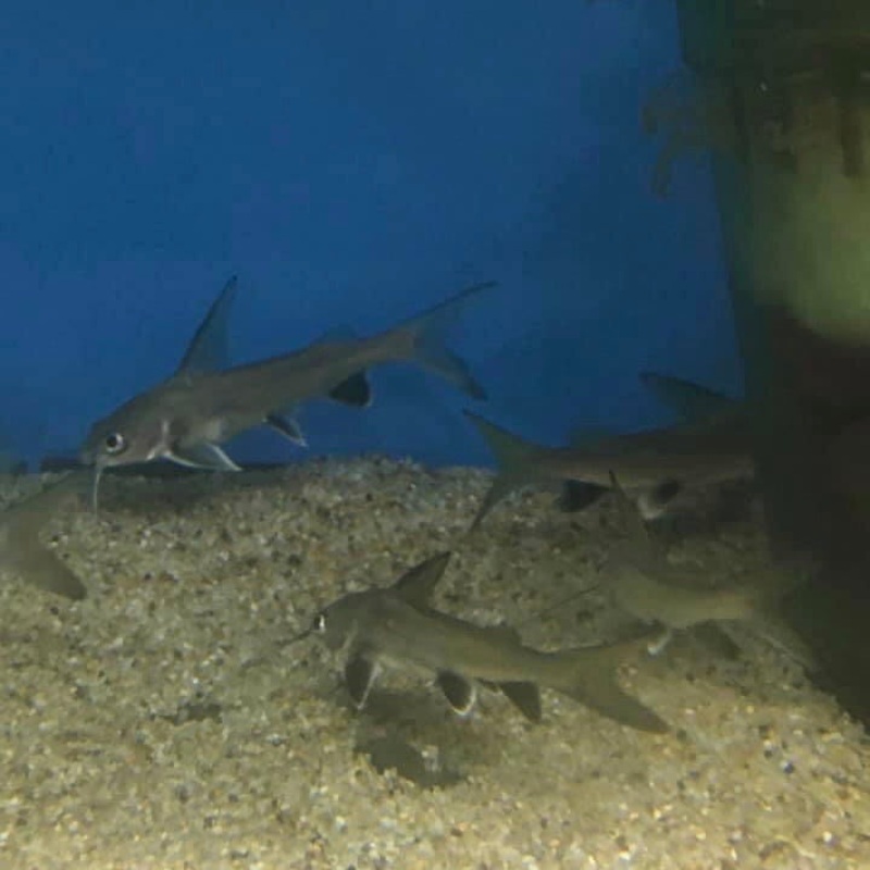 Columbian Black Fin Shark Catfish -  Sciades seemani 3"