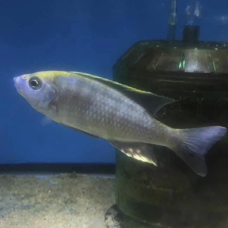 Copadichromis Mloto Gold Crest Makonde Male
