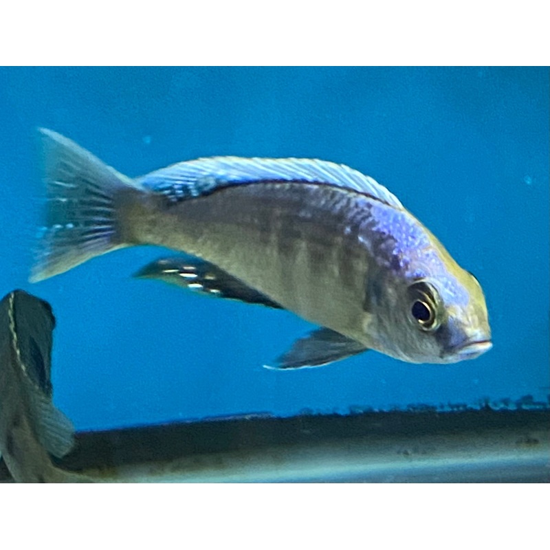 Copadichromis Virginalis White Blaze Mumbo Lg Male