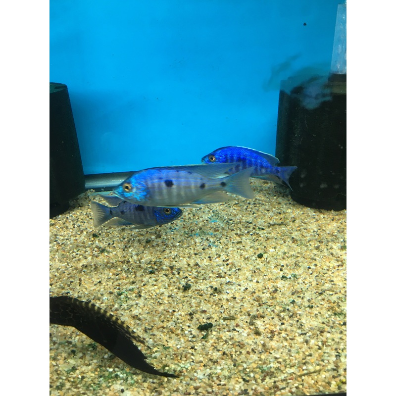 Copadiochromis Azureus Lg Male