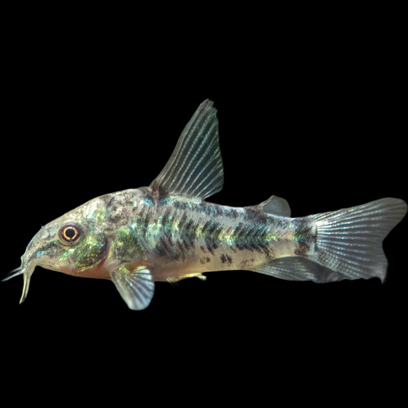 Corydoras Paleatus