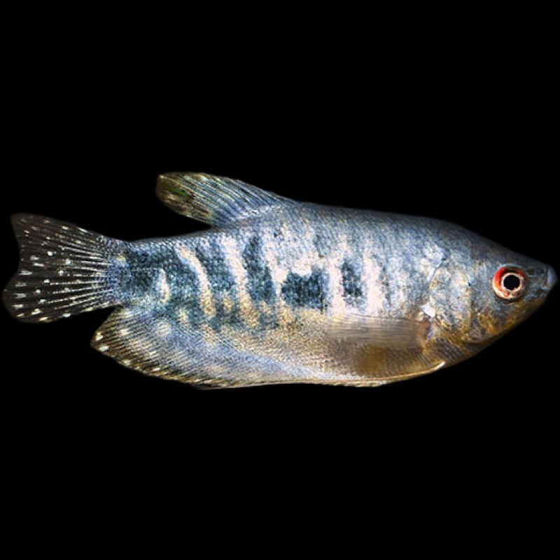 Cosby Gourami
