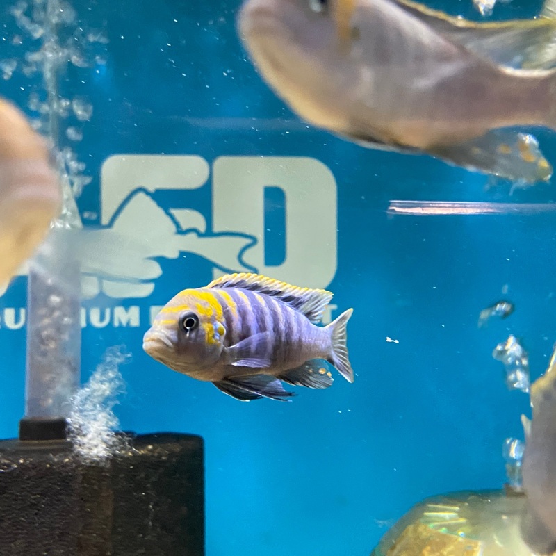 Cynotilapia Afra Orange Back Cobue Large