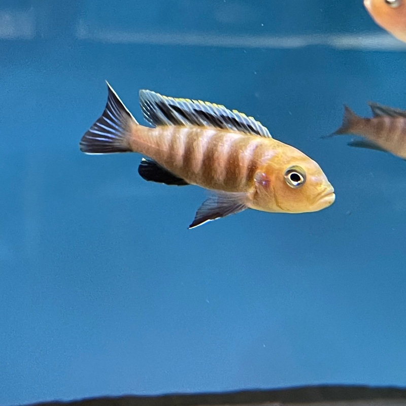 Cynotilapia Sp  Lions Cove Afra