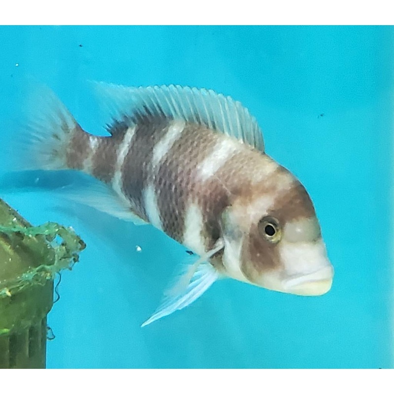 Cyphotilapia Frontosa Red Male