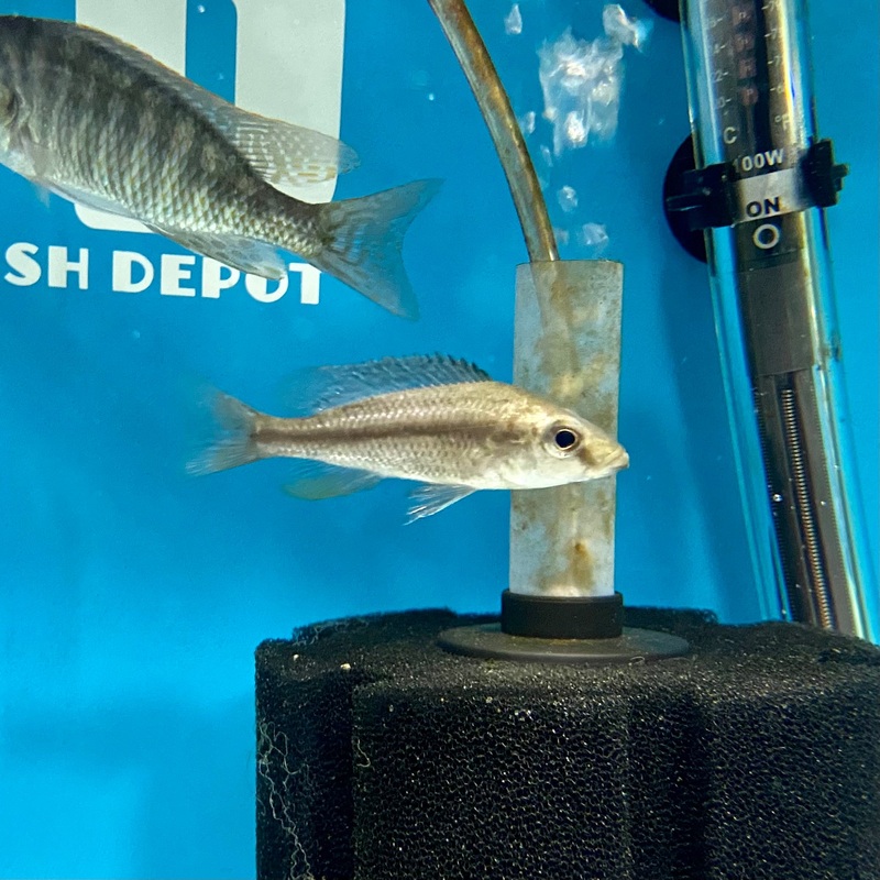 Dimidiochromis Strigatus Sunset