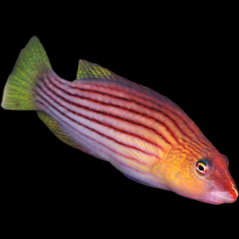 Eight Line Wrasse - Pseudocheilinus octotaenia