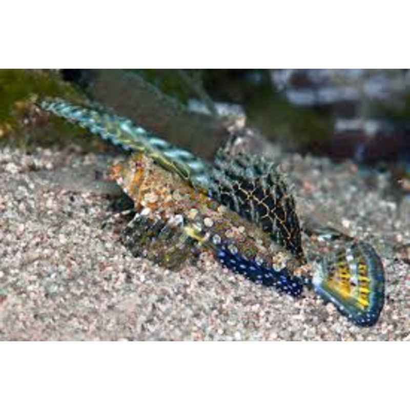 Fingered Dragonet (Mother) - Dactylopus dactylopus