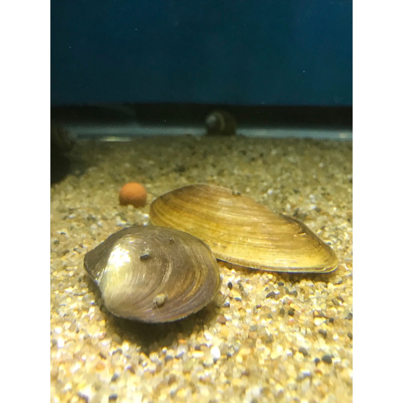 Flat Clam
