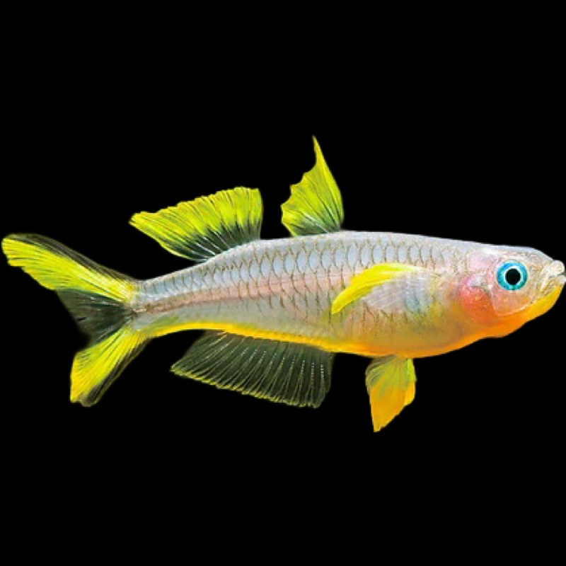 Furcata Rainbow