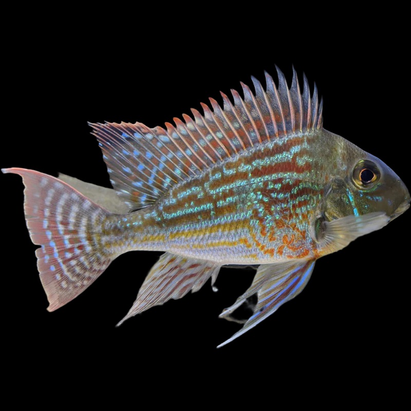 Geophagus Surinamensis