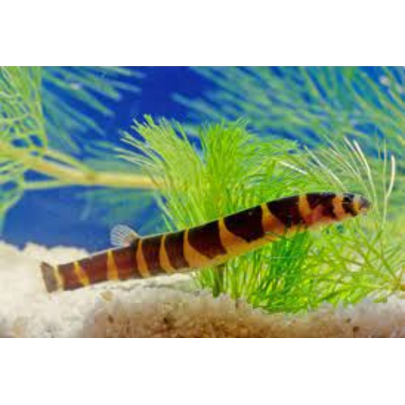 Giant Kuhli Loach