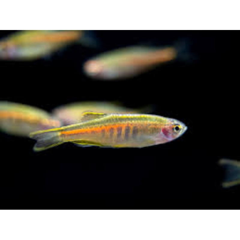 Glo light Danio
