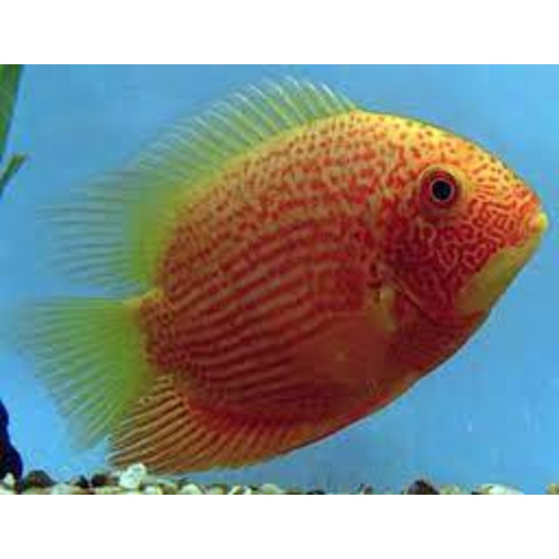 Gold Red Streak Severum (Heros cf. efasciatus)