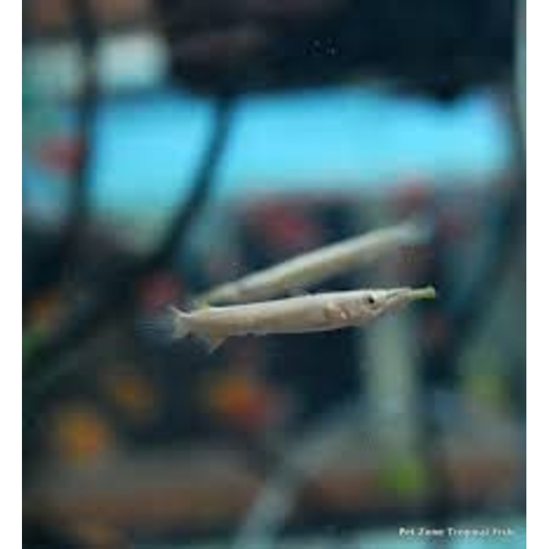 Halfbeak Livebearer