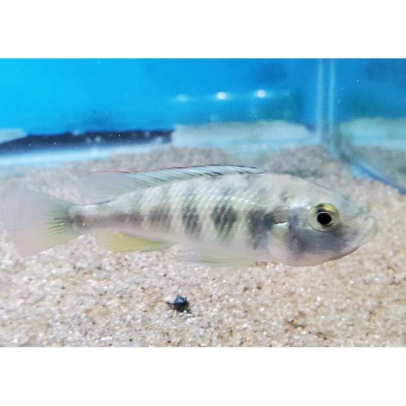 Haplochromis Sp4 Female