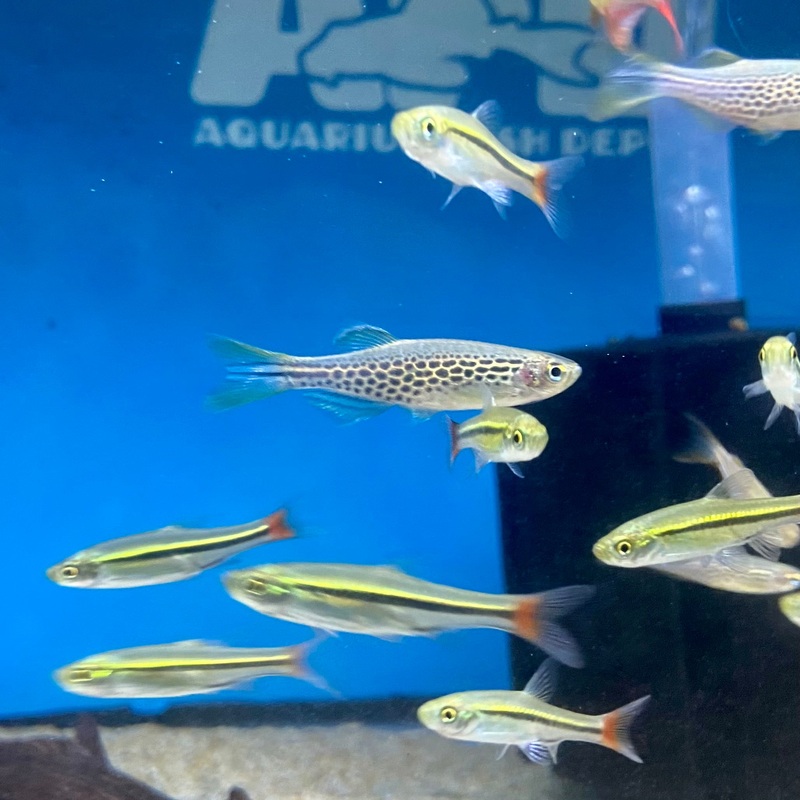 Kyathit Fire Ring Danio