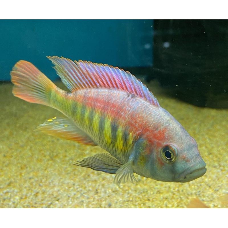Kyoga Flameback Hap