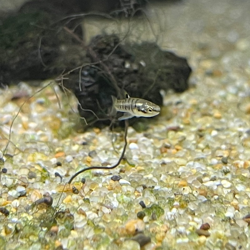 Least Killifish Heterandria Formosa