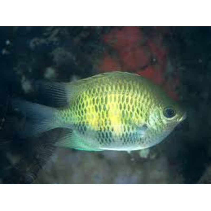 Lemon Damsel (Amblygliphidodon curacau)