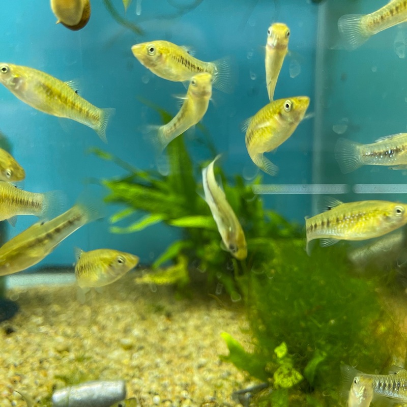 Limia Perugiae