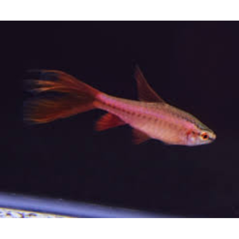 Longfin Cherry Barb