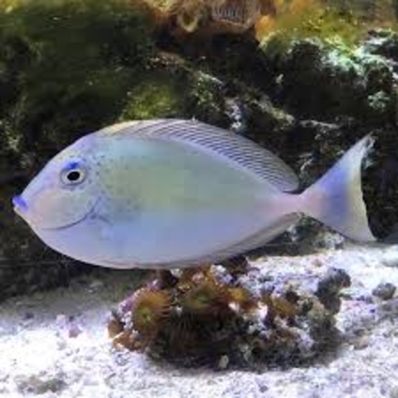 LOPEZS UNICORNFISH (NASO LOPEZI)