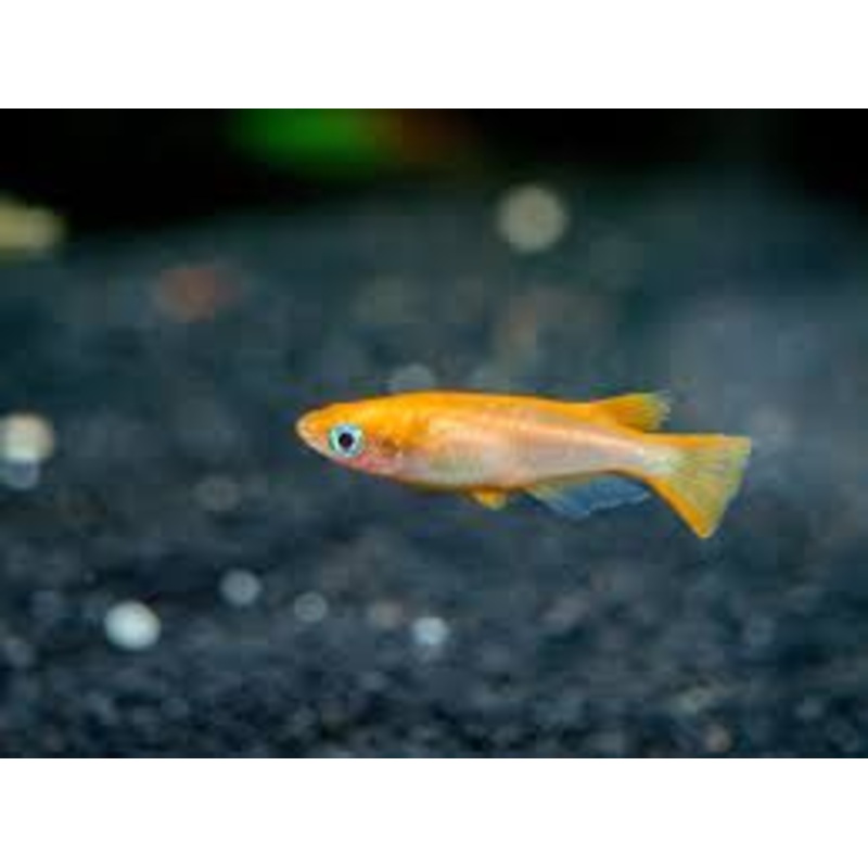 Medaka Orange Ricefish