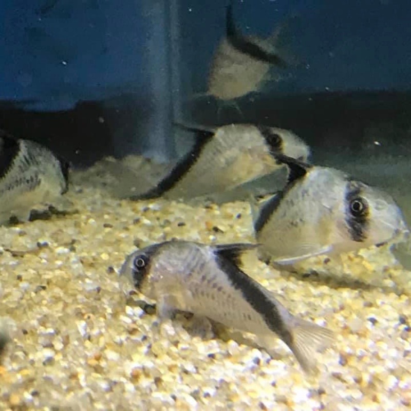 Melini Cory - Corydoras melini 1.5"