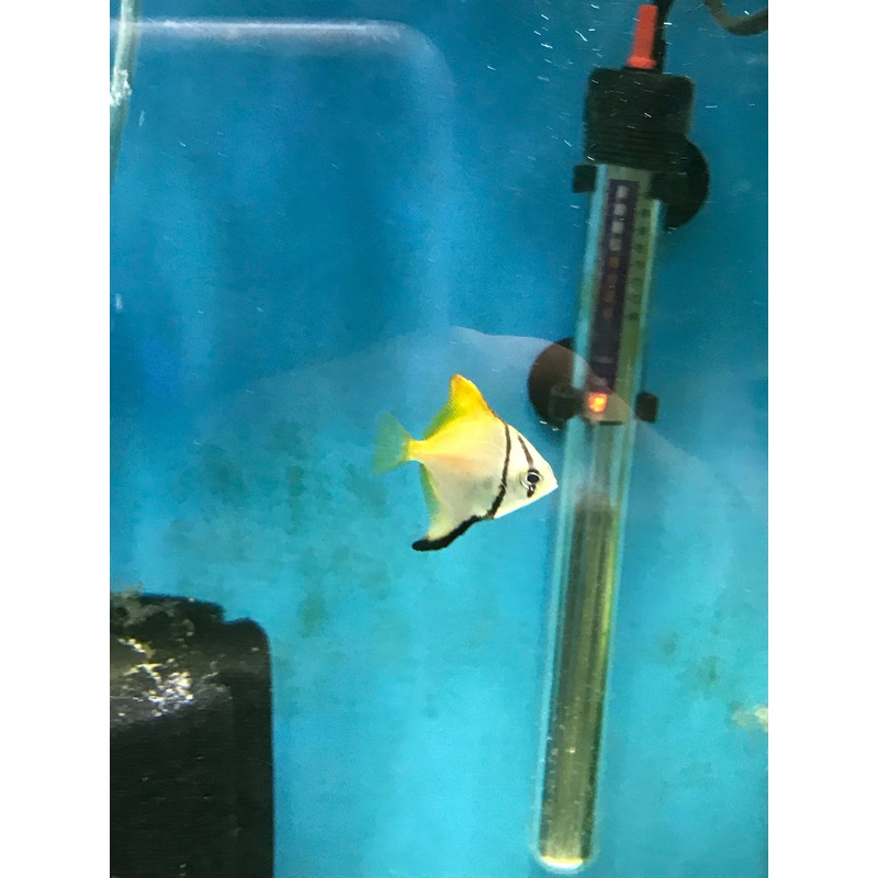 Mono Argenteus Wild