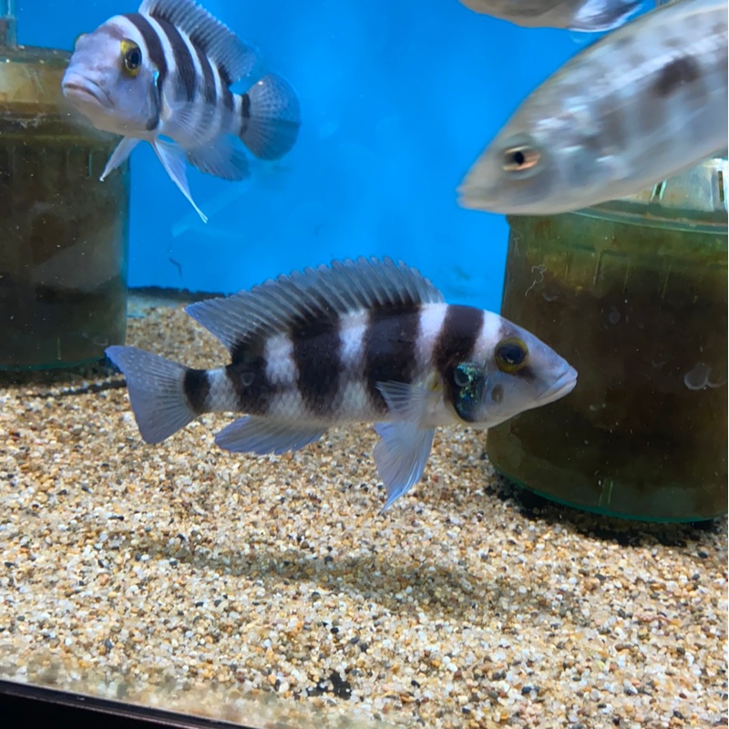 Neolamprologus Tretocephalus