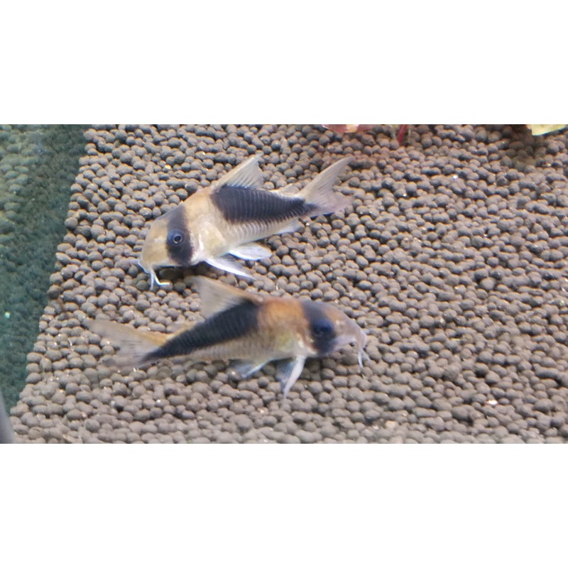 Orinoco Cory Catfish CW107 Wild