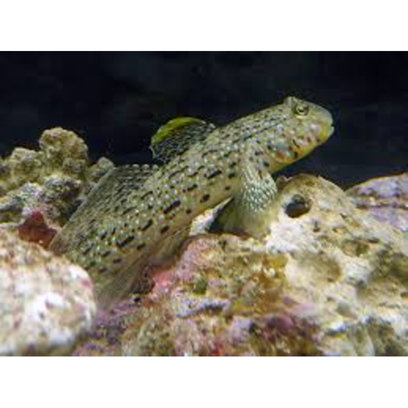 Ornate Goby (Istigobius ornatus)