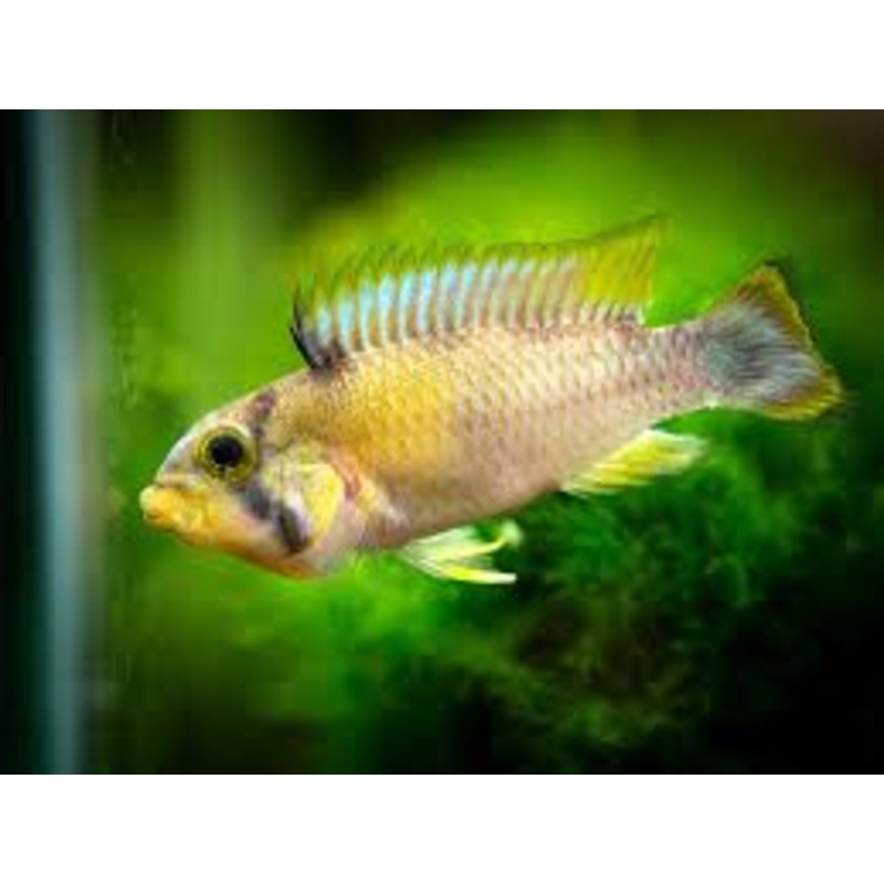 Panda Dwarf Cichlid (Apistogramma panduro/pandurini)