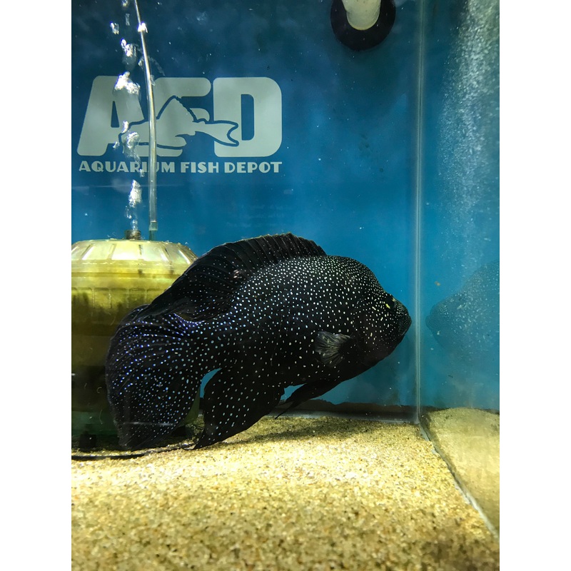 Paratilapia Sp Bleekeri