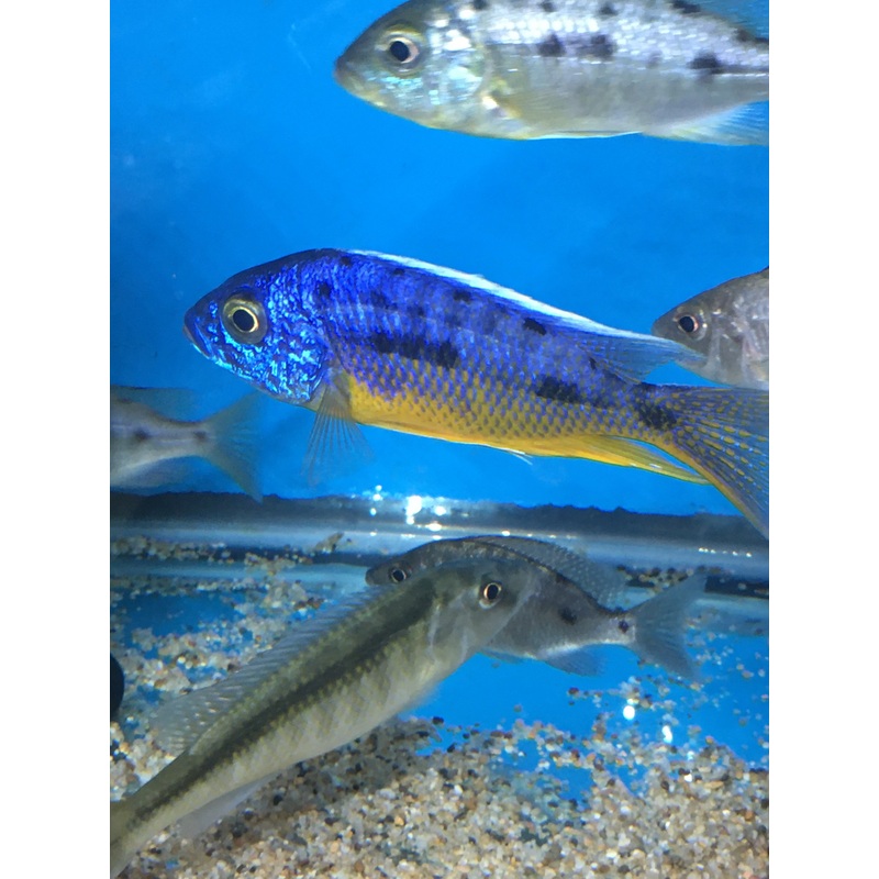 Protomelas Spilonotus Insignus Tanzania  Pair