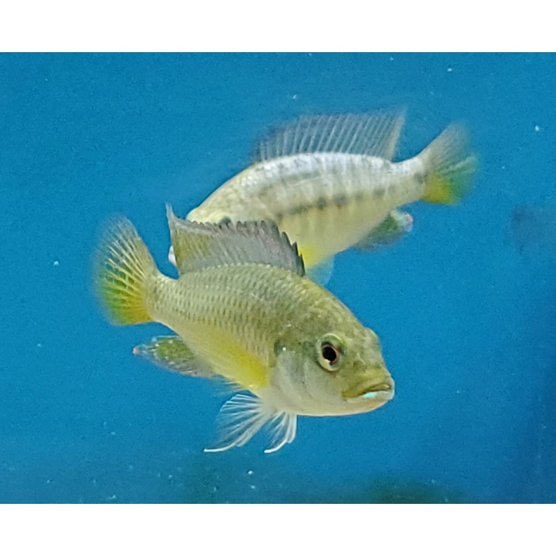 Pseudocrenilabrus Philander Philander Zambezi Pair